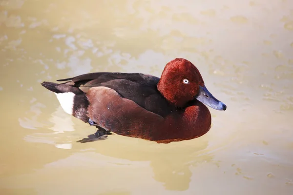 Pato Ferruginoso Europeu Aythya Nyroca — Fotografia de Stock