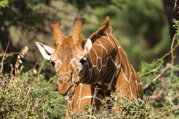 Żyrafa Siatkowa Żyrafa Camelopardalis Reticulata Rezerwacie Narodowym Samburu Kenia Afryka — Zdjęcie stockowe