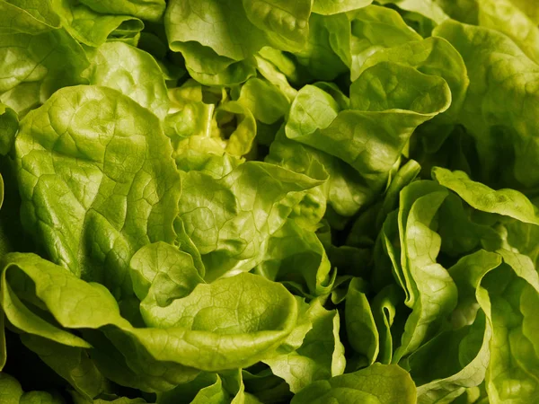 Green Oak Leaf Lettuce Garden Salad Lactuca Sativa — Stock Photo, Image