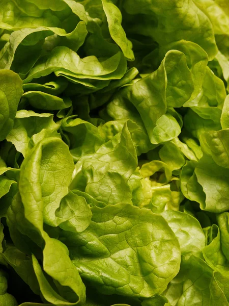 Green Oak Leaf Lettuce Garden Salad Lactuca Sativa — Stock Photo, Image