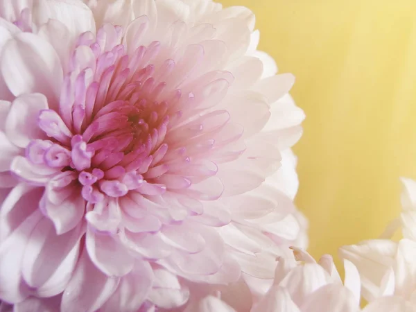 Gerbera Gänseblümchen Lila Und Süße Farbe Verschwommen Hintergrund — Stockfoto