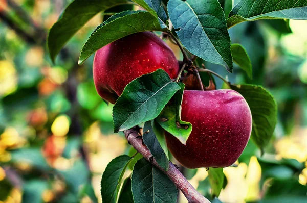 Branches Apple Trees Ripe Juicy Fruits — Stock Photo, Image