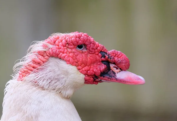 Pemandangan Indah Burung Alam — Stok Foto