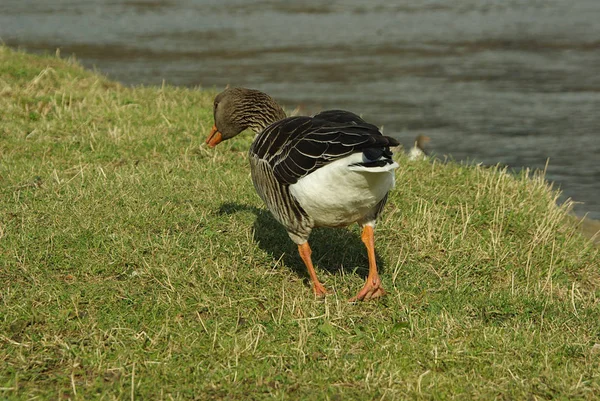 Einzelne Gans Ganz Allein Auf Einer Wiese Anser Anser Elbe — Stok fotoğraf