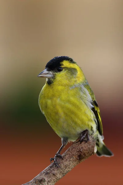 Zeisig Männchen Hockt Auf Einem Ast — Stockfoto