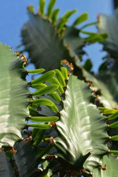 Tropische Plant Cactus Botany Flora — Stockfoto