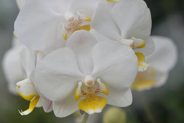 Pétalas Flor Orquídea Beleza Flora — Fotografia de Stock