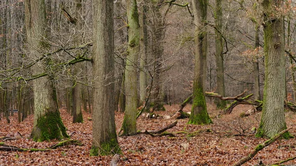 Bosque Caducifolio Invierno — Foto de Stock