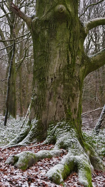 Schöne Aussicht Auf Die Natur — Stockfoto