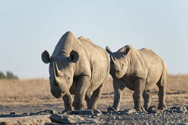 Rinocerontes Negros Diceros Bicornis Reserva Pejeta Kenya África Oriental — Fotografia de Stock