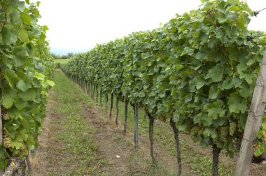 grapes growing at the vineyard  clipart