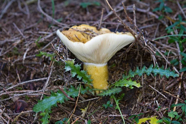 Vegetarisk Mat Selektivt Fokus — Stockfoto