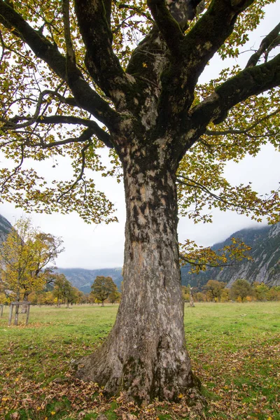 Bela Paisagem Floresta — Fotografia de Stock