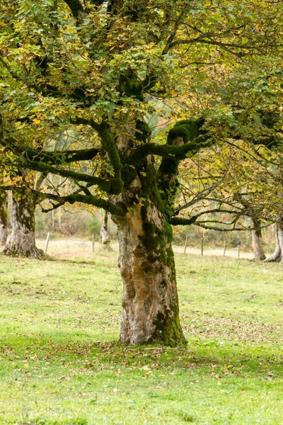 Höstlöv Höstlövverk — Stockfoto