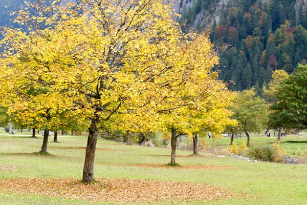Herfst Bladeren Herfst Gebladerte — Stockfoto