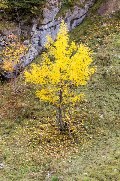 Hermoso Follaje Colorido Otoño — Foto de Stock