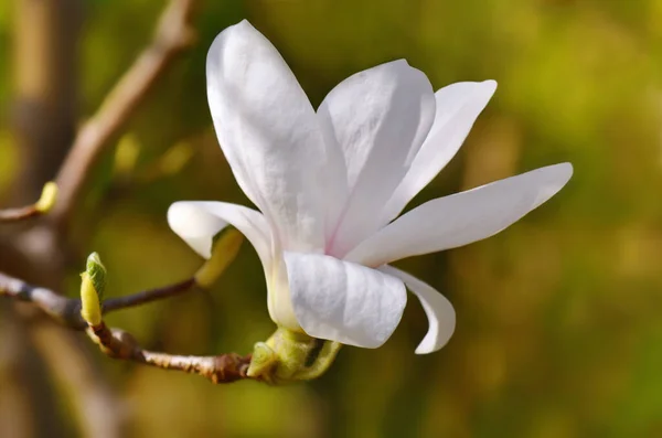 Płatki Kwiatów Magnolii Wiosenna Flora — Zdjęcie stockowe