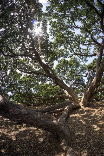 Nuevo Árbol Zealand Pohutukawa Gigante Dove Myer Robinson Park Tomado —  Fotos de Stock