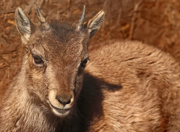 Ibex Baby Pass Steinbock Capra — 图库照片