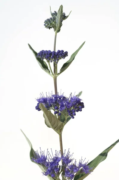 Bartblume Caryopteris Clandonensis — Fotografia de Stock