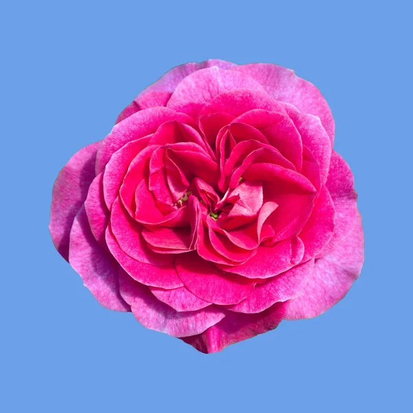 Квіткові Пелюстки Троянд Флора — стокове фото