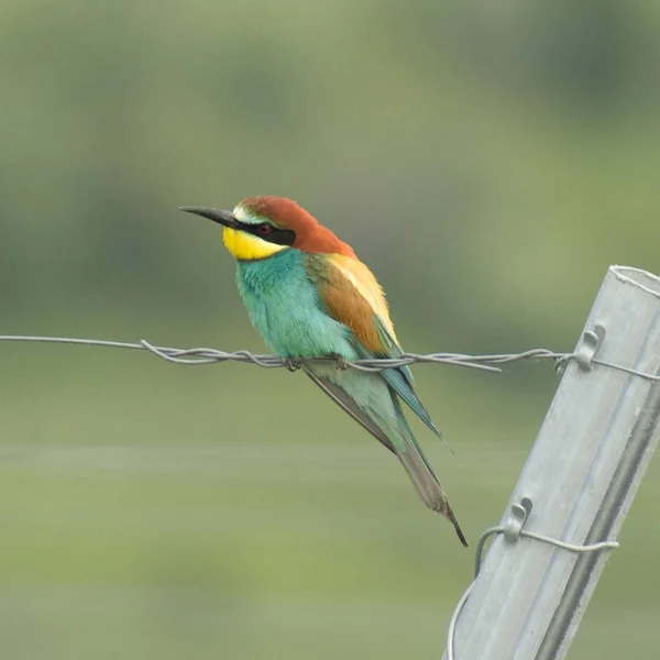 Pittoreska Fågel Tema Skott — Stockfoto