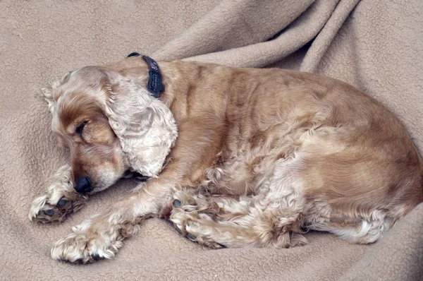 Porträt Eines Süßen Hundes — Stockfoto