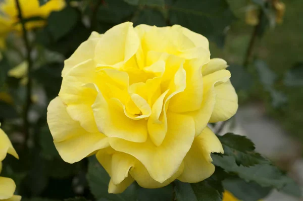 Schöne Botanische Aufnahme Natürliche Tapete — Stockfoto