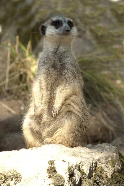 Suricate Suricate Animal Dans Nature — Photo