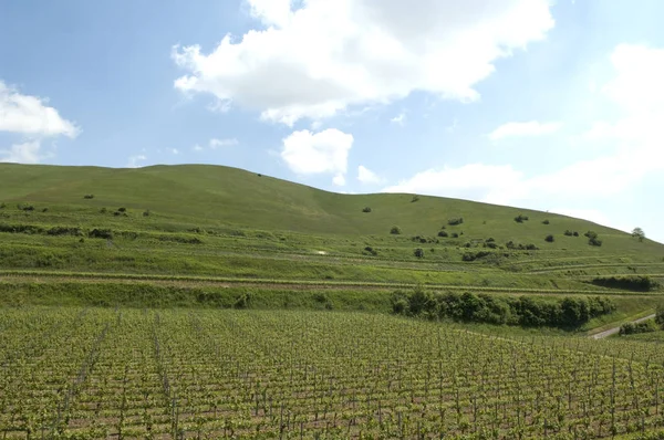 Grönt Fält Majs Landsbygd Landskap — Stockfoto