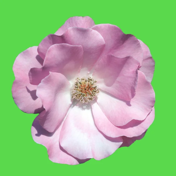 Пелюстки Троянд Садова Рослина — стокове фото