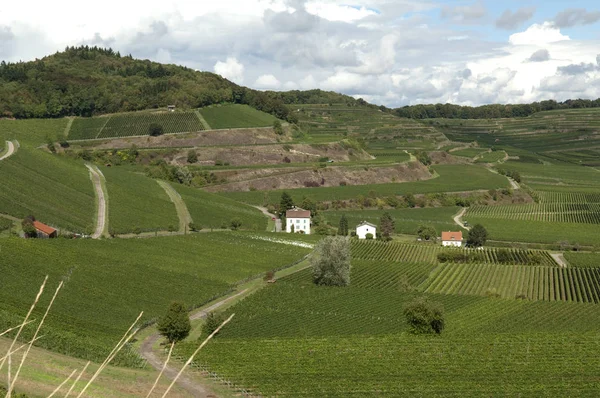 Vista Los Viñedos Val Norcia Por Cierto — Foto de Stock