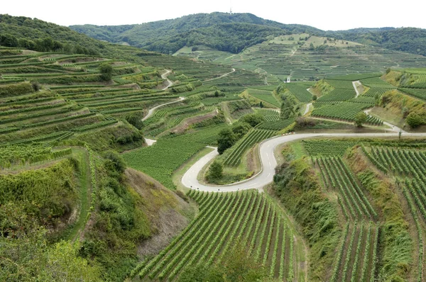 Gröna Risfält Vietnam — Stockfoto