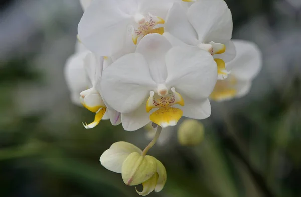 Красивые Цветы Орхидеи Цветут — стоковое фото