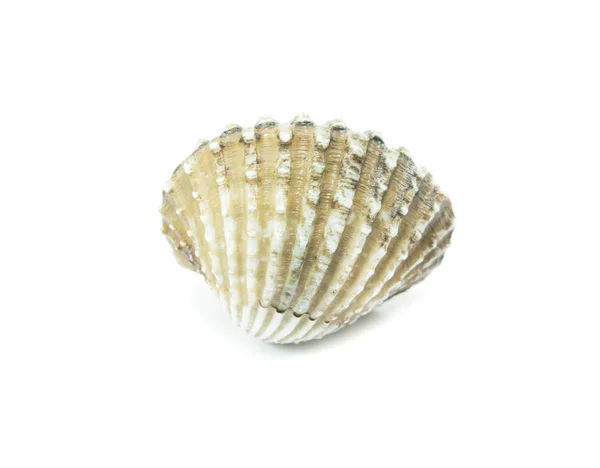 Cockles Frescos Fundo Branco — Fotografia de Stock