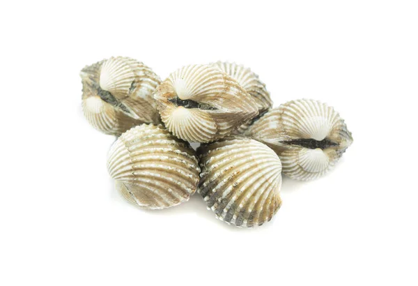 Fresh Cockles White Background Seafood — Stock Photo, Image