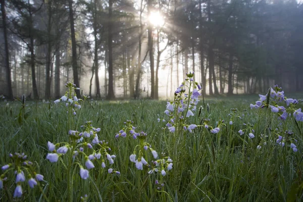 sunrise in the fog on the field with flowers in the foreground,sunrise in the fog on the field,meadows and forests in spring,fog billowing and sun breaking through