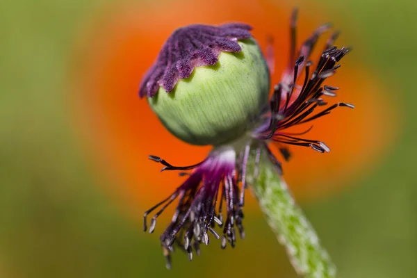 Poppy Blossoms Side Wayside Sunset Beautiful Cloud Poppy Blossom Cloudless — Stock Photo, Image