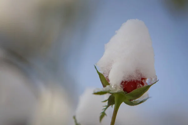 Τριαντάφυλλο Άνθος Γεμάτο Χιόνι Έκπληκτος Από Χειμώνα Ελεύθερος — Φωτογραφία Αρχείου