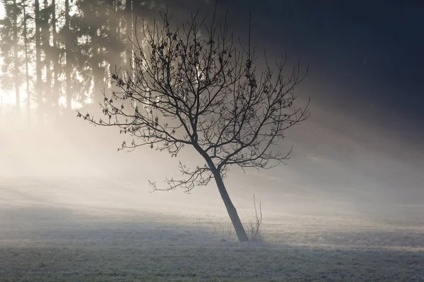 sunrise in fog in the field,meadows and forests in spring,fog swaths and breaking sun