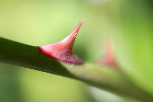 Красный Жало Розового Растения Изолированные Первые Побеги Весной Безоблачное Небо — стоковое фото