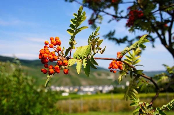 Rowan Branch Autumn Red Berries — Stockfoto