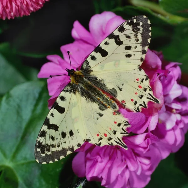 Close Borboleta Habitat Conceito Selvageria — Fotografia de Stock