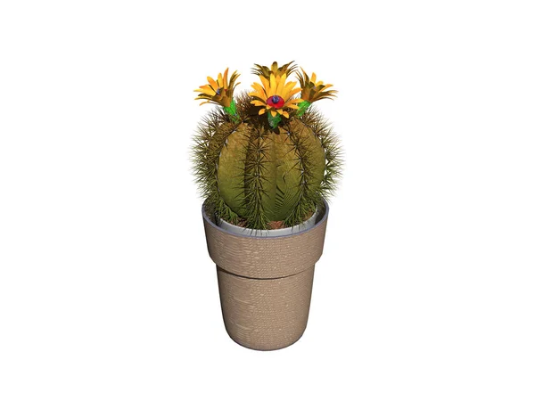 Planta Cactus Planta Botánica Con Espinas — Foto de Stock