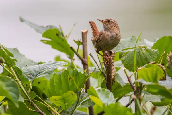 Wren Sitter Gren — Stockfoto