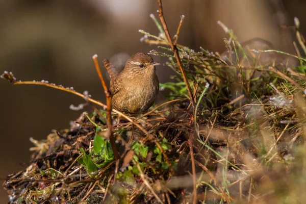 Wren Sits Branch — стоковое фото