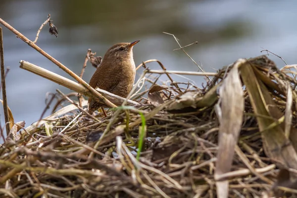 Kung Sitter Gren — Stockfoto