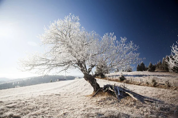 Paisagem Montanha Inverno Nos Cárpatos Hoar Geada Nas Árvores — Fotografia de Stock