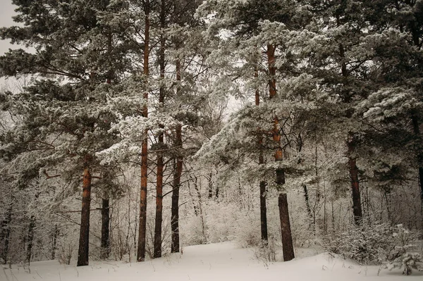 Floresta Inverno Pinheiros Cobertos Neve Muita Neve — Fotografia de Stock