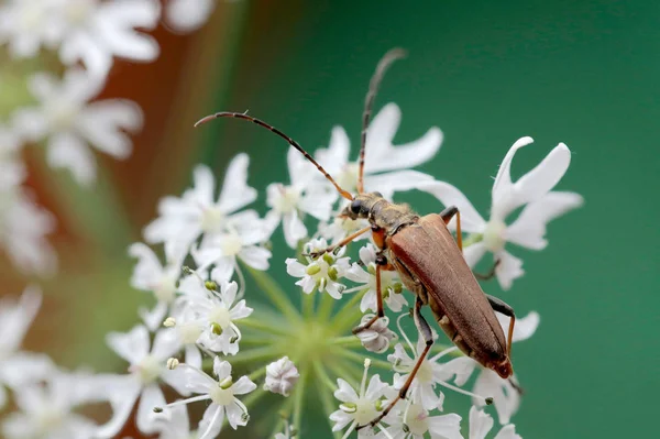 Longicorne Assise Sur Une Fleur Blanche Cerambycidae — Photo